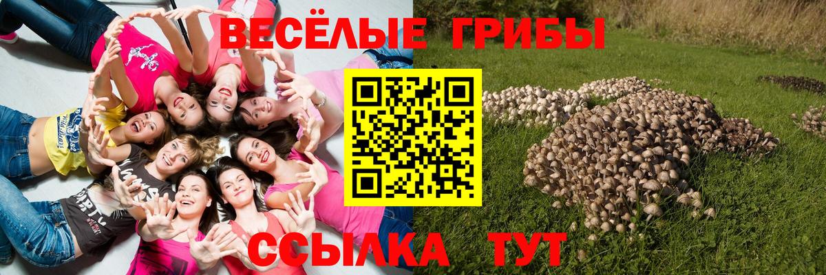 Псилоцибиновые грибы Psilocybe Саранск